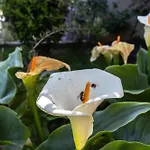 Apartamento Marjan Hill 3-br Apt,5 Guests Private Garden Near Split