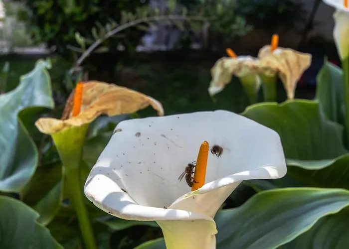 Lägenhet Marjan Hill 3-br Apt,5 Guests Private Garden Near Split